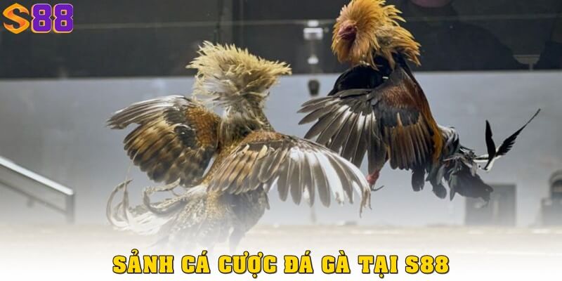Đá gà S88