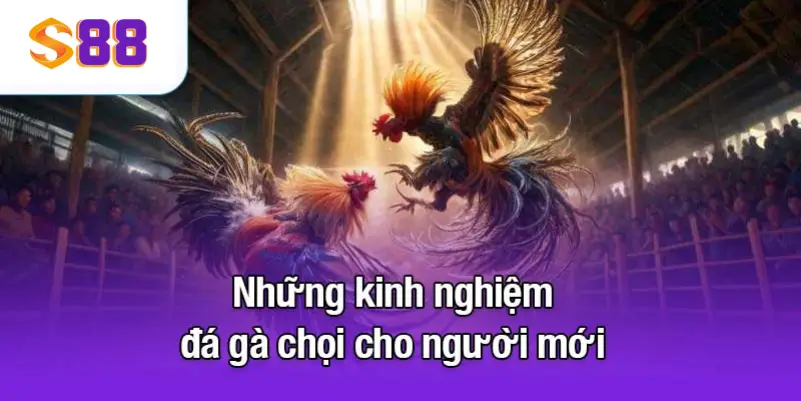 Những kinh nghiệm đá gà chọi cho người mới